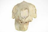Fossil Oreodont (Merycoidodon) Skull - South Dakota #217197-4
